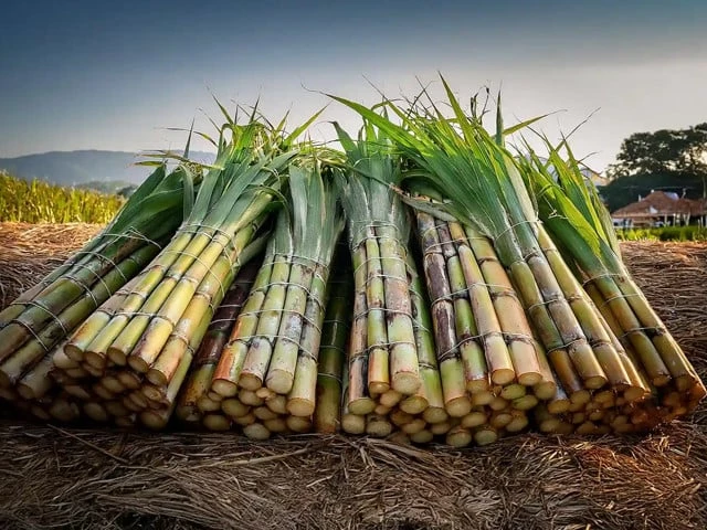Is growing sugarcane drying us out?